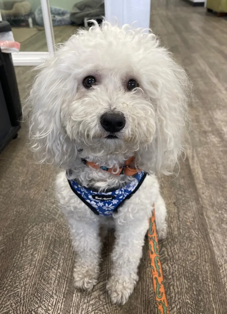 A young small-sized male Poodle dog named Milo The Poodle for adoption in Lake Forest, CA