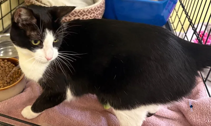 A senior medium-sized female Domestic Short Hair cat named Alexis for adoption in Muskegon, MI