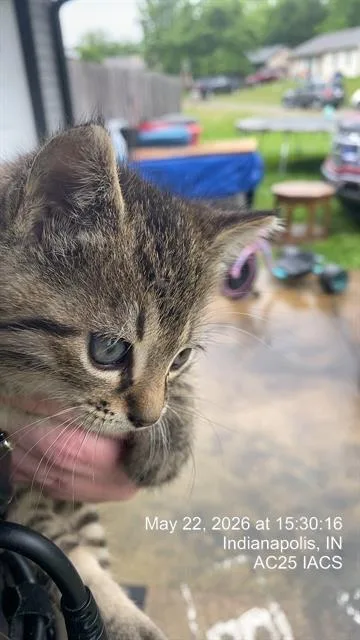 A baby small-sized male Domestic Short Hair cat named Charlie for adoption in Indianapolis, IN