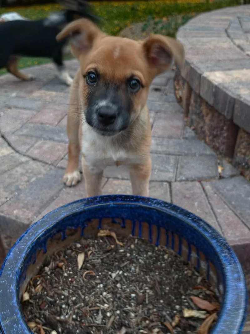 A baby medium-sized female Australian Cattle Dog / Blue Heeler dog named Mac for adoption in Las Vegas, NV