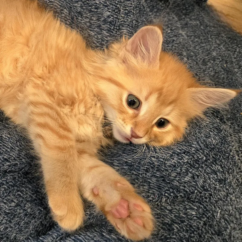 Mochi