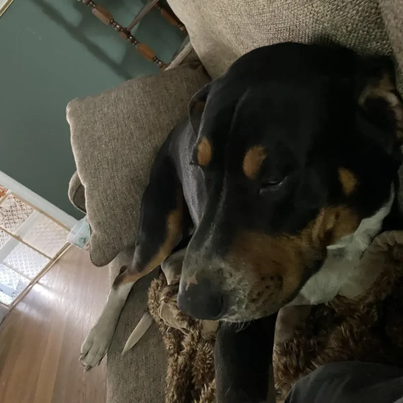 A senior small-sized male Black Mixed Breed dog named Duke for adoption in Lynchburg, VA