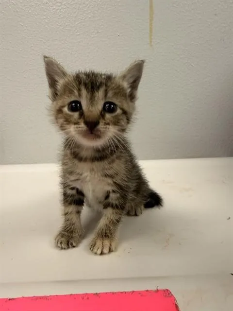 A baby small-sized female Domestic Short Hair cat named Star Fire for adoption in Corpus Christi, TX