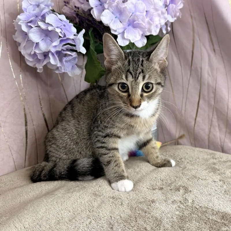 A baby small-sized female Tabby (Gray / Blue / Silver) Domestic Short Hair cat named Skye for adoption in Long Beach, MS
