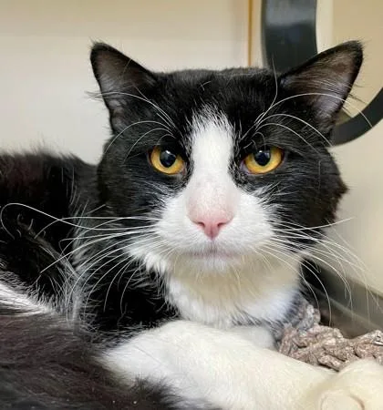 An adult medium-sized male Domestic Short Hair cat named Codi for adoption in Fairfax, VA