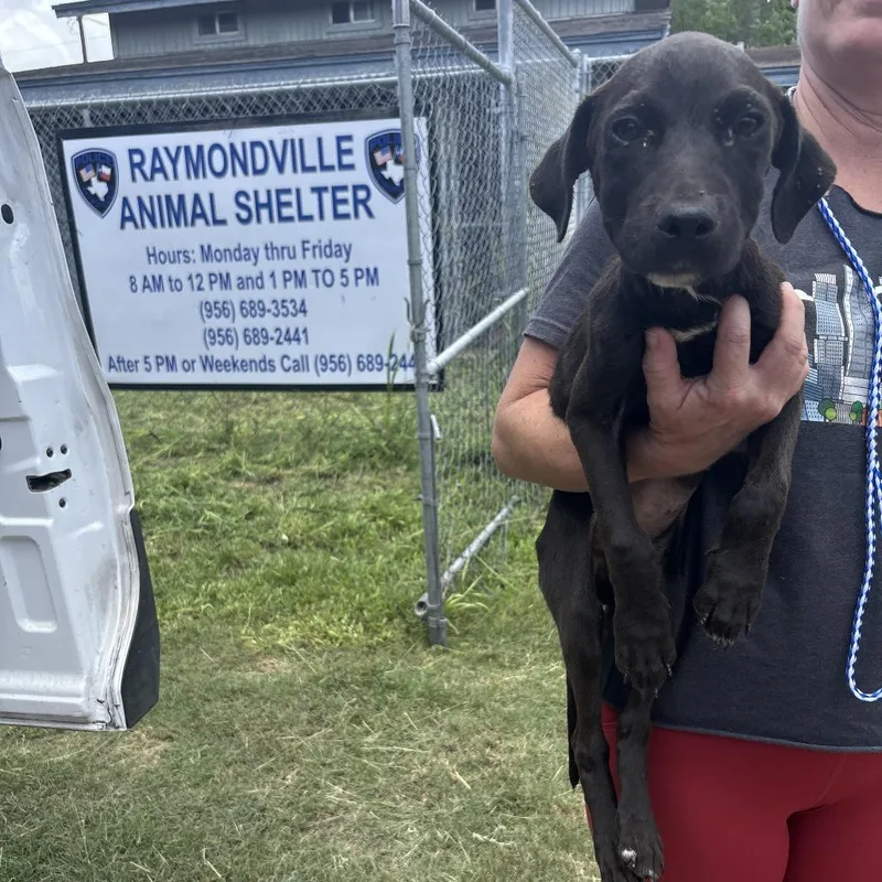 A baby medium-sized female Black Mixed Breed dog named Cooper for adoption in Austin, TX