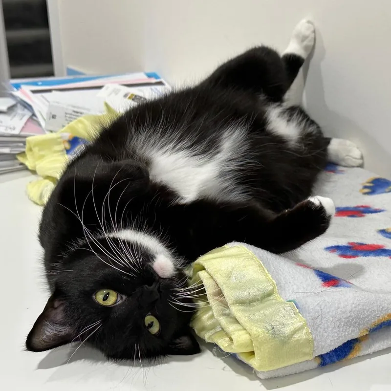 An adult medium-sized female Black Domestic Short Hair cat named Velvet Strong for adoption in Merrifield, VA