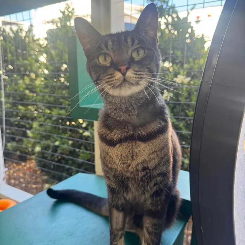 An adult medium-sized male Black Domestic Short Hair cat named Smokey for adoption in Buellton, CA