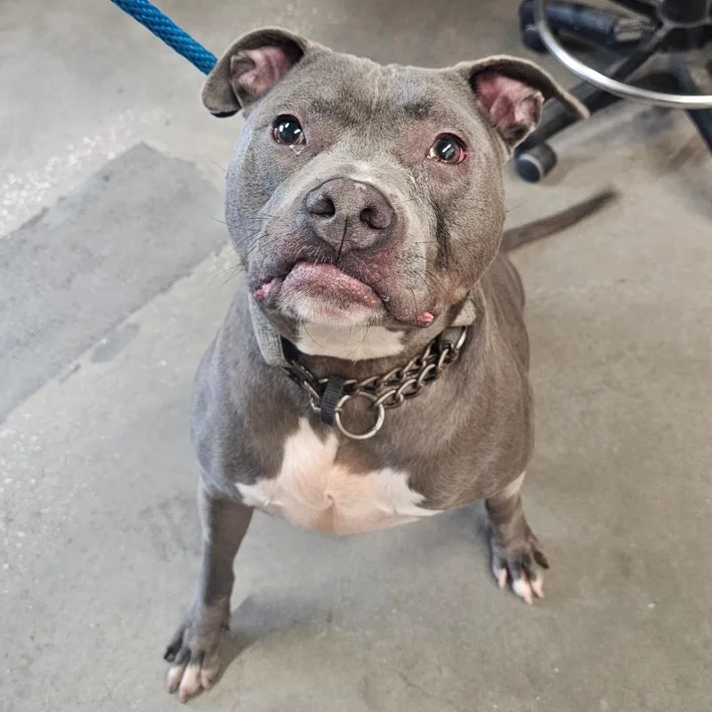 An adult large-sized male Terrier dog named Apollo for adoption in Tampa, FL