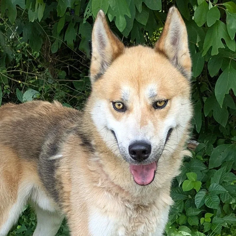 An adult medium-sized male Yellow / Tan / Blond / Fawn Husky dog named Spartacus for adoption in Charlottesville, VA