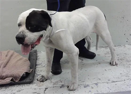 A young extra large-sized female Mastiff dog named Azalea for adoption in Houston, TX