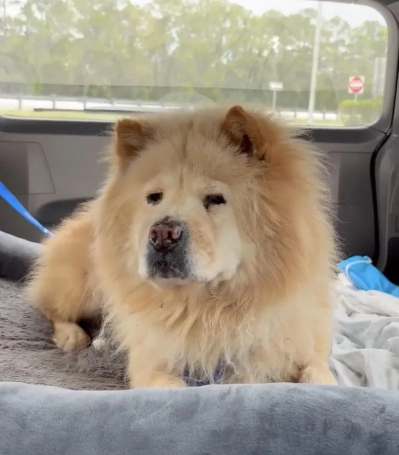 A senior medium-sized male Chow Chow dog named Barkley for adoption in Manchester, CT