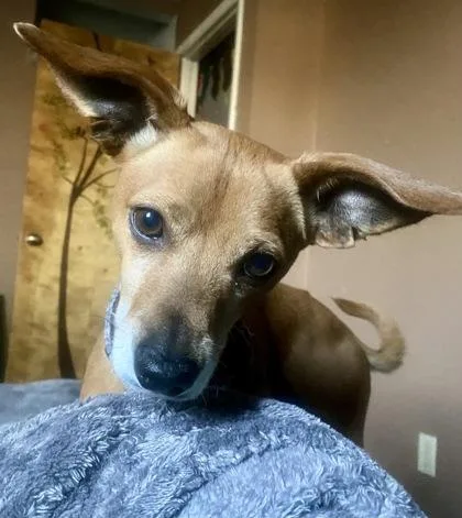 An adult medium-sized male Chihuahua dog named Chad for adoption in Visalia, CA