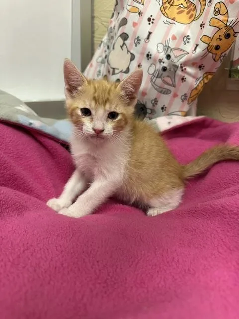 A baby small-sized male Orange & White Domestic Short Hair cat named Louie for adoption in Parlier, CA