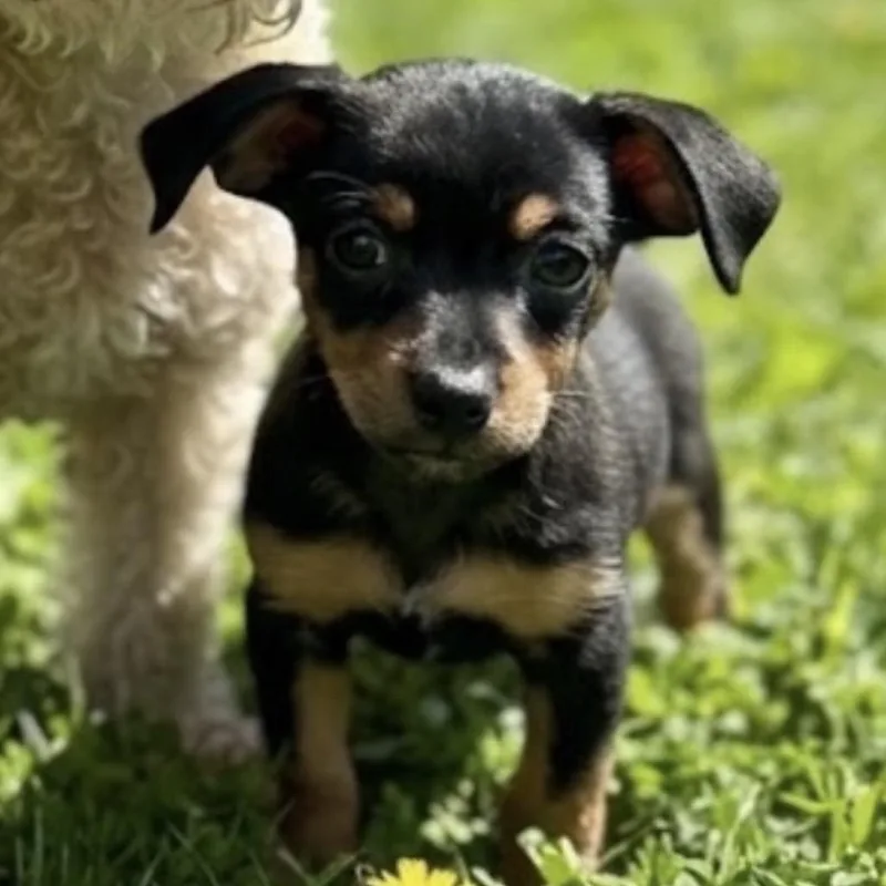 A baby small-sized female Black Poodle (Toy) dog named Praline for adoption in Baton Rouge, LA