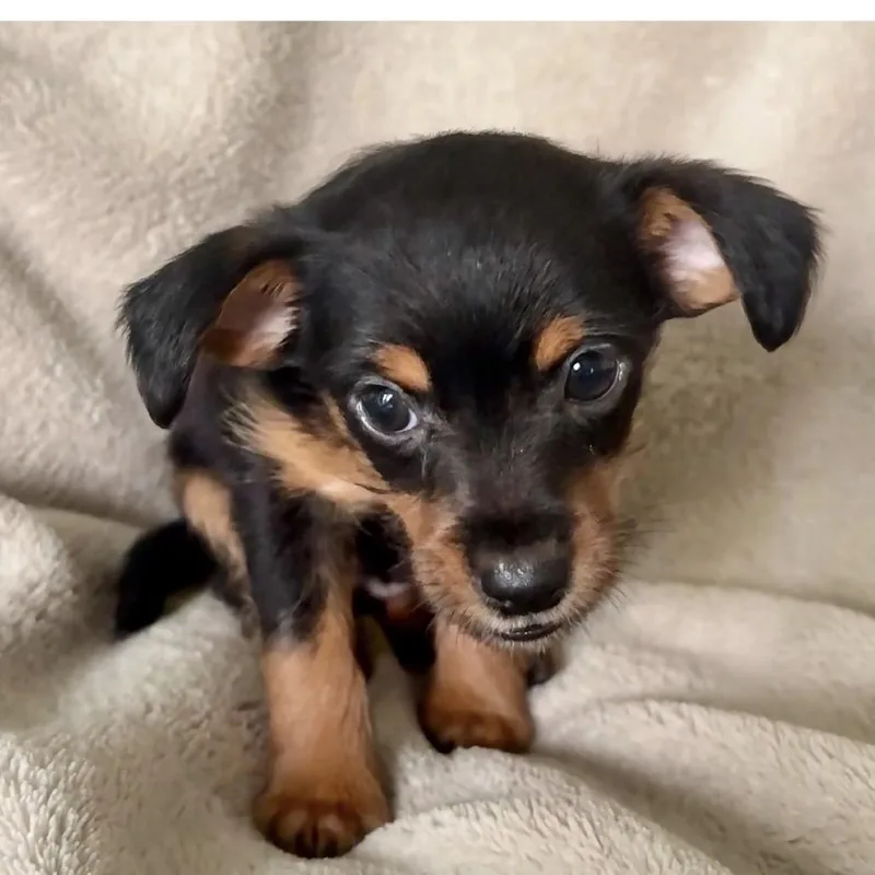 Praline thumbnail 3