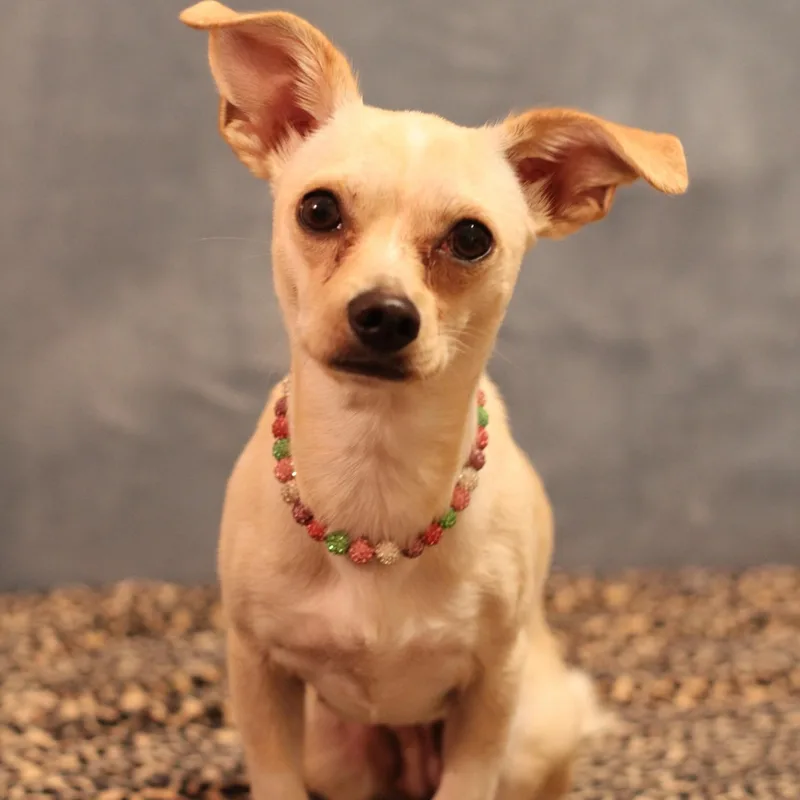 An adult small-sized female Chiweenie dog named Penny for adoption in Yukon, OK
