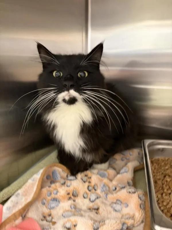 An adult medium-sized male Domestic Long Hair cat named Lucifer for adoption in Great Falls, MT