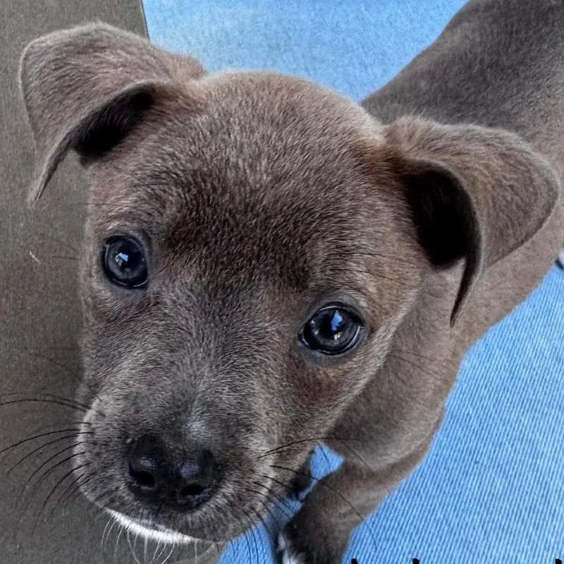 Lightguard thumbnail 2