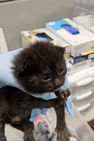 A baby small-sized male Domestic Short Hair cat named Batman for adoption in San Martin, CA