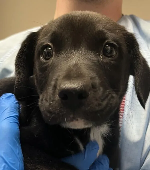 A baby small-sized male Pit Bull Terrier dog named Delta for adoption in Vancouver, WA