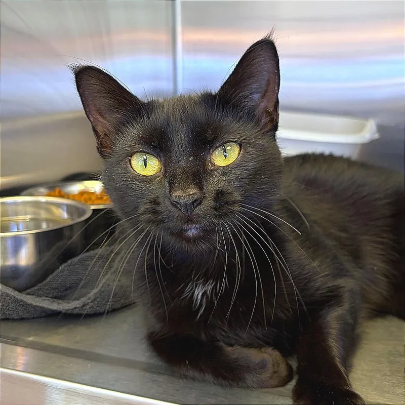 A young small-sized female Black Domestic Short Hair cat named Butter Shrimp for adoption in Hannibal, MO