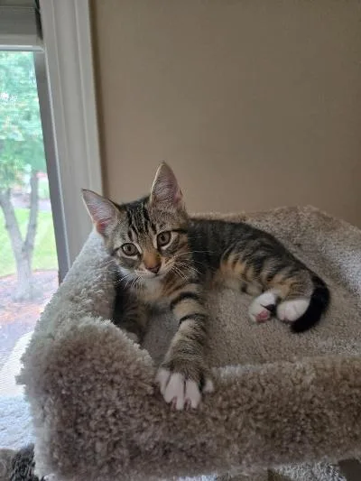 A baby medium-sized male Tabby (Gray / Blue / Silver) Domestic Short Hair cat named A.C. Slater for adoption in Mokena, IL