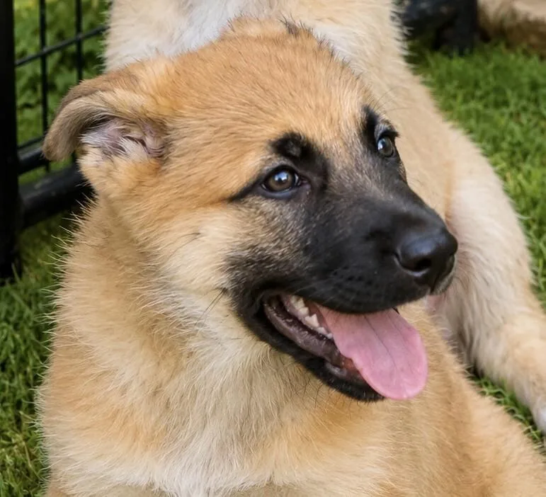 A young large-sized male German Shepherd Dog dog named Tallis for adoption in Seattle, WA