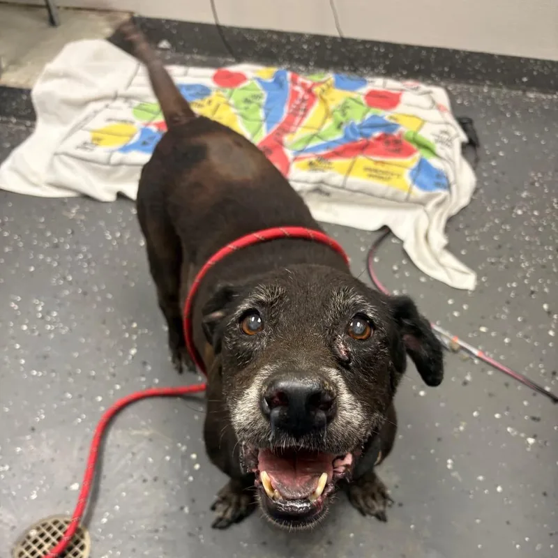 A senior large-sized male Black Mixed Breed dog named Ellis for adoption in Columbiana, AL