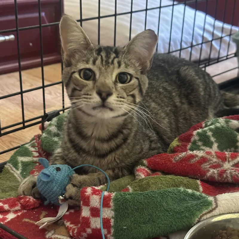 A baby medium-sized male Black Domestic Short Hair cat named Matty Bell for adoption in Morrison, CO