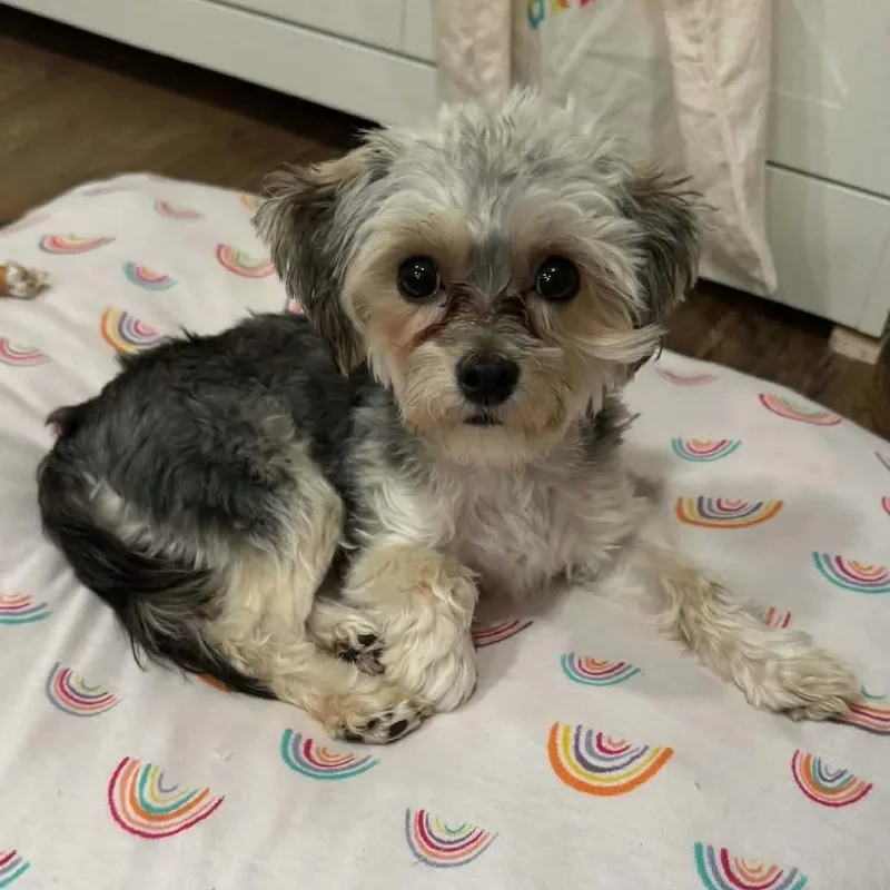 A young small-sized female Black Yorkshire Terrier dog named Pippin for adoption in Wichita, KS