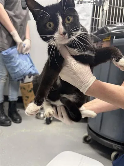 An adult small-sized female Domestic Short Hair cat named Shelly for adoption in West Chester, PA