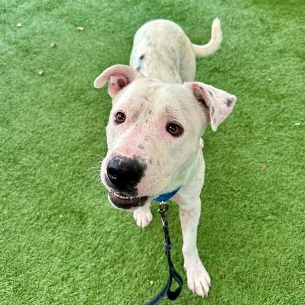 An adult large-sized male American Bulldog dog named Everest for adoption in Walnut Creek, CA