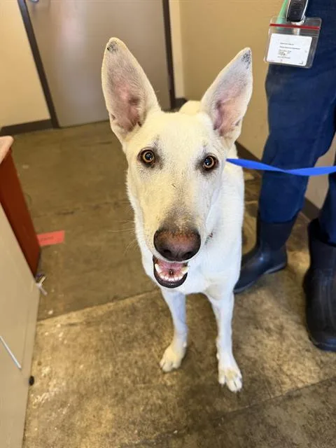 A young large-sized male German Shepherd Dog dog named Tutty for adoption in Ontario, CA