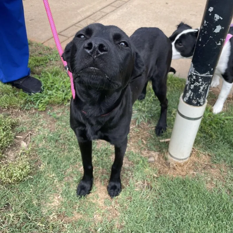 A young medium-sized female Black Labrador Retriever dog named Opal for adoption in Greenville, SC