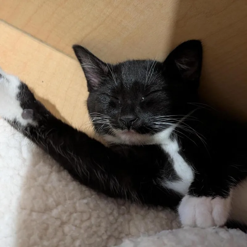 A baby small-sized female Black Domestic Short Hair cat named Ruckus for adoption in Washington Township, OH