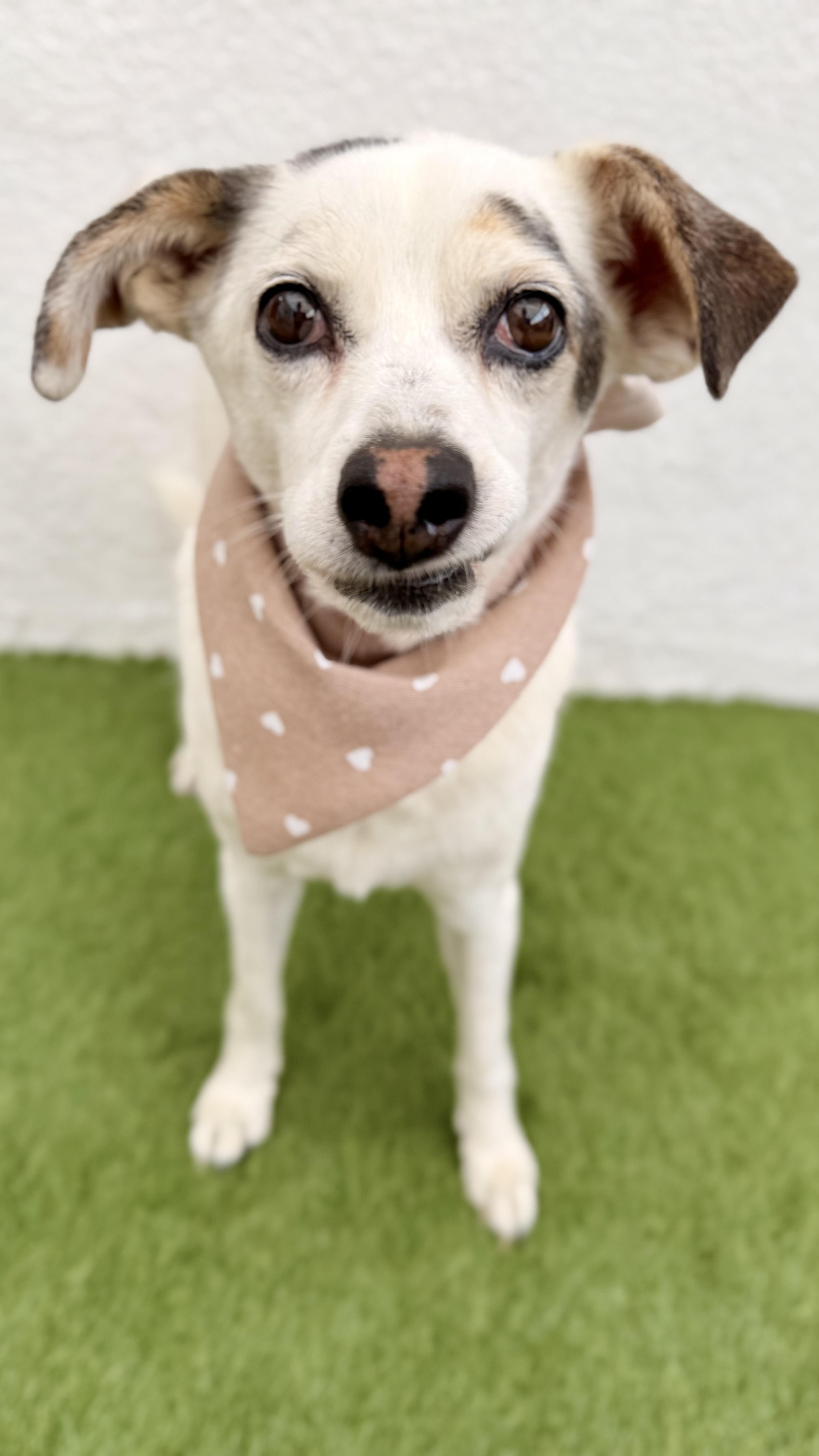 Palomita thumbnail 5