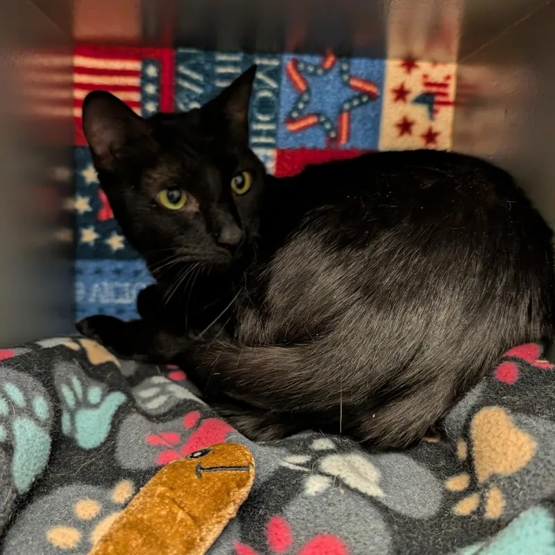 An adult large-sized male Black Domestic Short Hair cat named Pablo for adoption in Downers Grove, IL