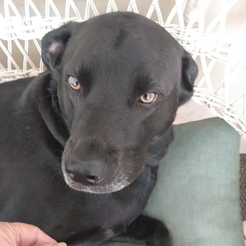 An adult large-sized female Black Black Labrador Retriever dog named Charlotte for adoption in Williston, FL