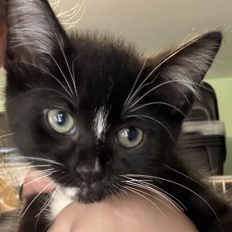 A baby small-sized male Black Domestic Short Hair cat named Prince Adam for adoption in Calverton, NY