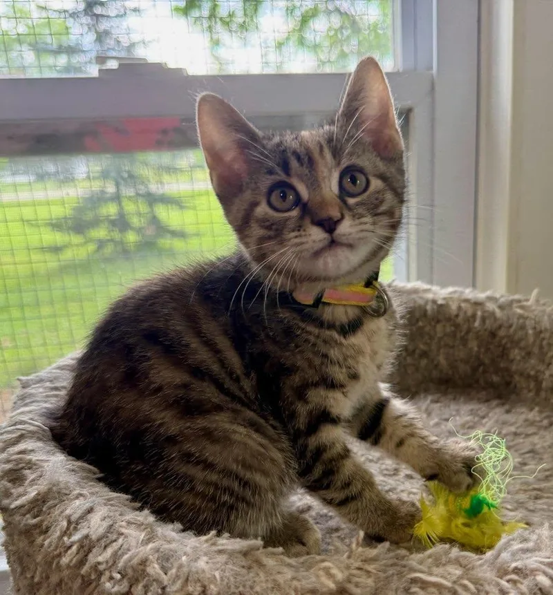 A baby small-sized female Tortoiseshell Domestic Short Hair cat named Tess for adoption in Ashland, OH