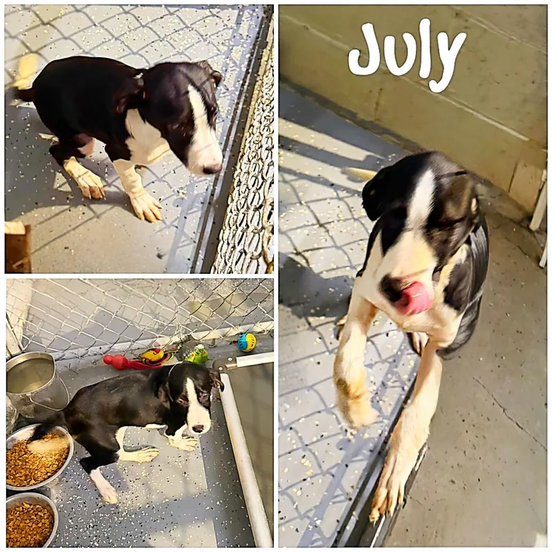 A young medium-sized female Black Brittany Spaniel dog named July for adoption in Saint James, MO