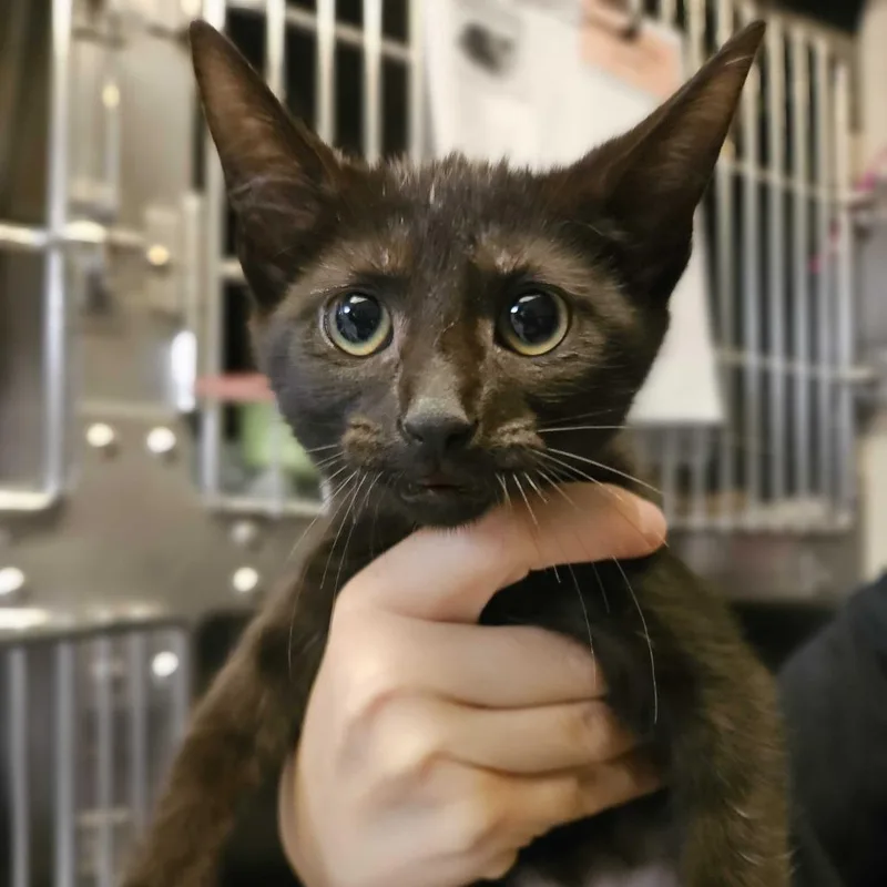A baby small-sized male Black Domestic Short Hair cat named Sofrito for adoption in Chicago, IL