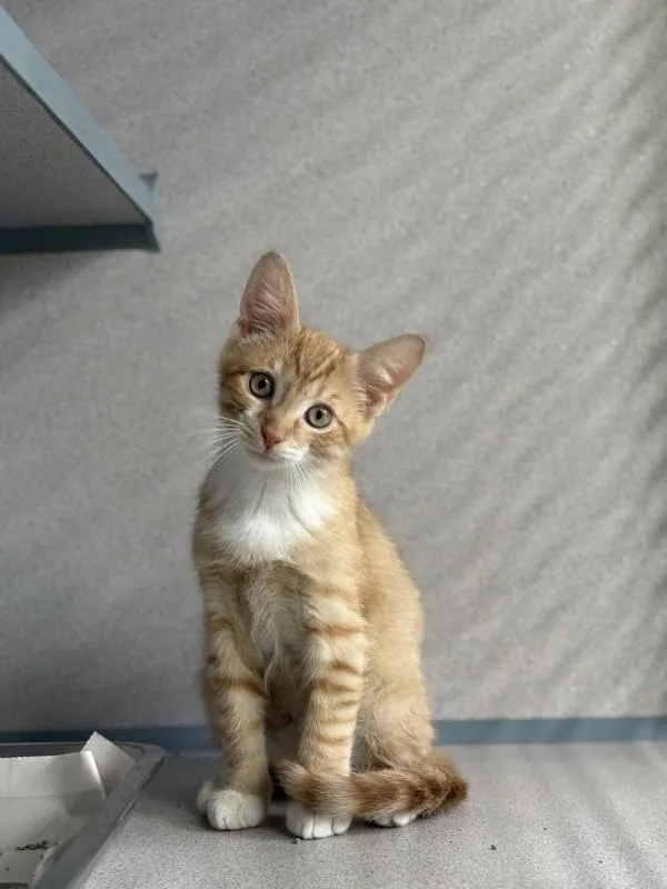 A baby small-sized male Domestic Short Hair cat named Lucky for adoption in Skillman, NJ