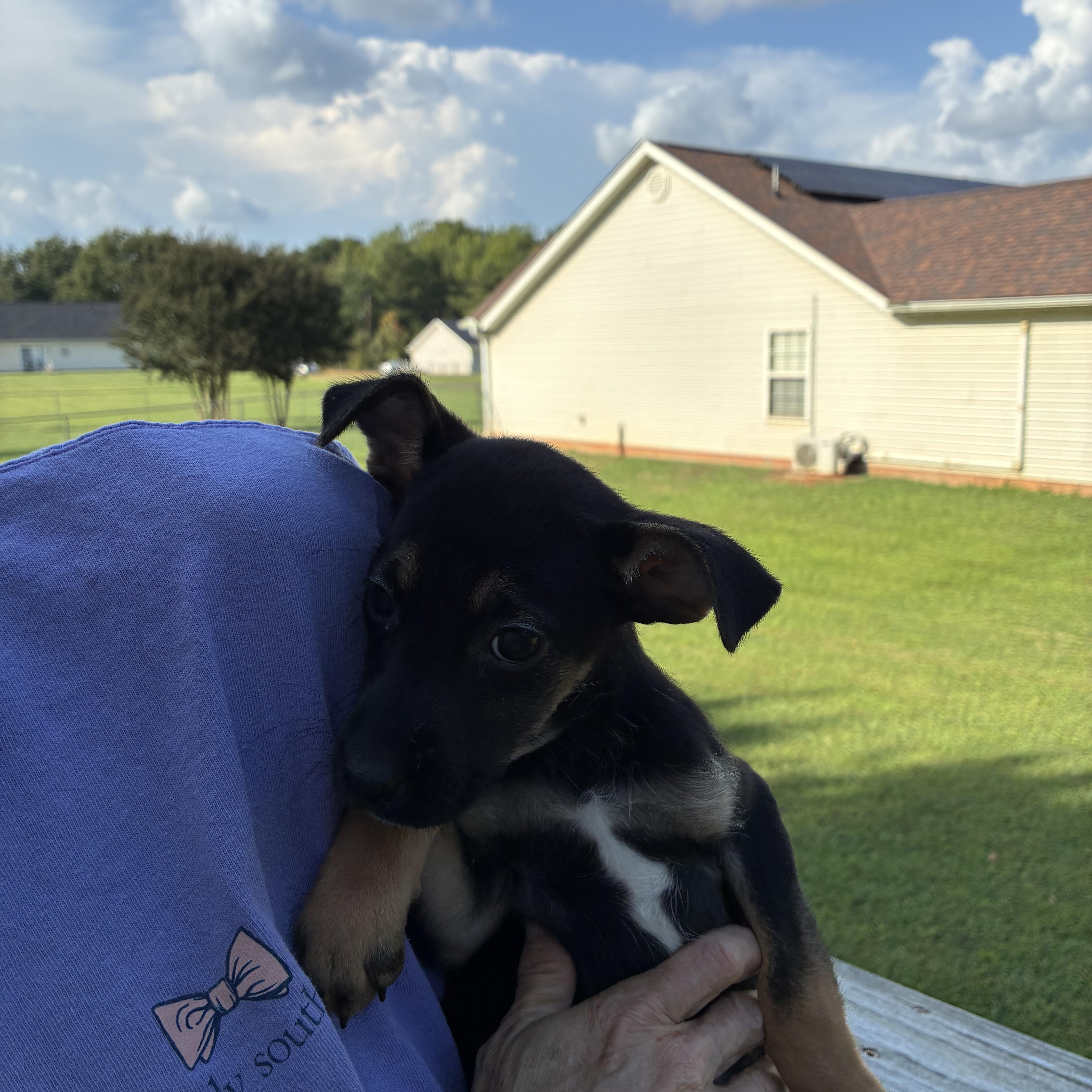 A baby small-sized female Terrier dog named Mary Ann for adoption in Woodruff, SC