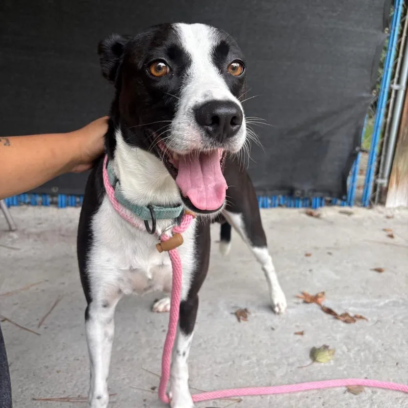 An adult medium-sized male Black Mixed Breed dog named Mickey for adoption in Summerville, SC
