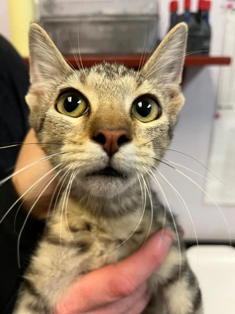 A baby small-sized male Domestic Short Hair cat named Hippocampus for adoption in New Braunfels, TX