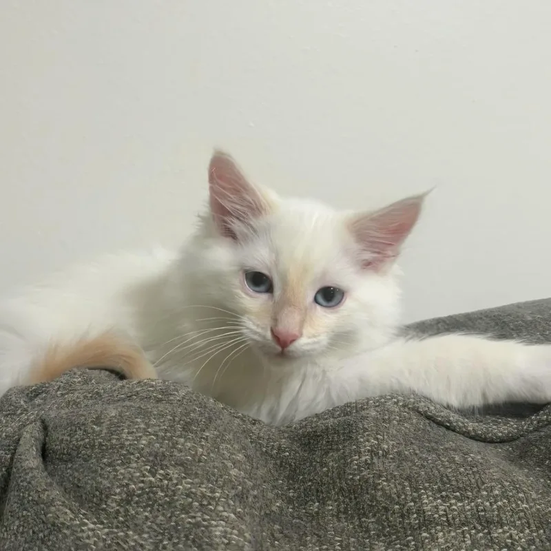 A baby small-sized male Flame Point Domestic Long Hair cat named Jack Frost for adoption in Layton, UT