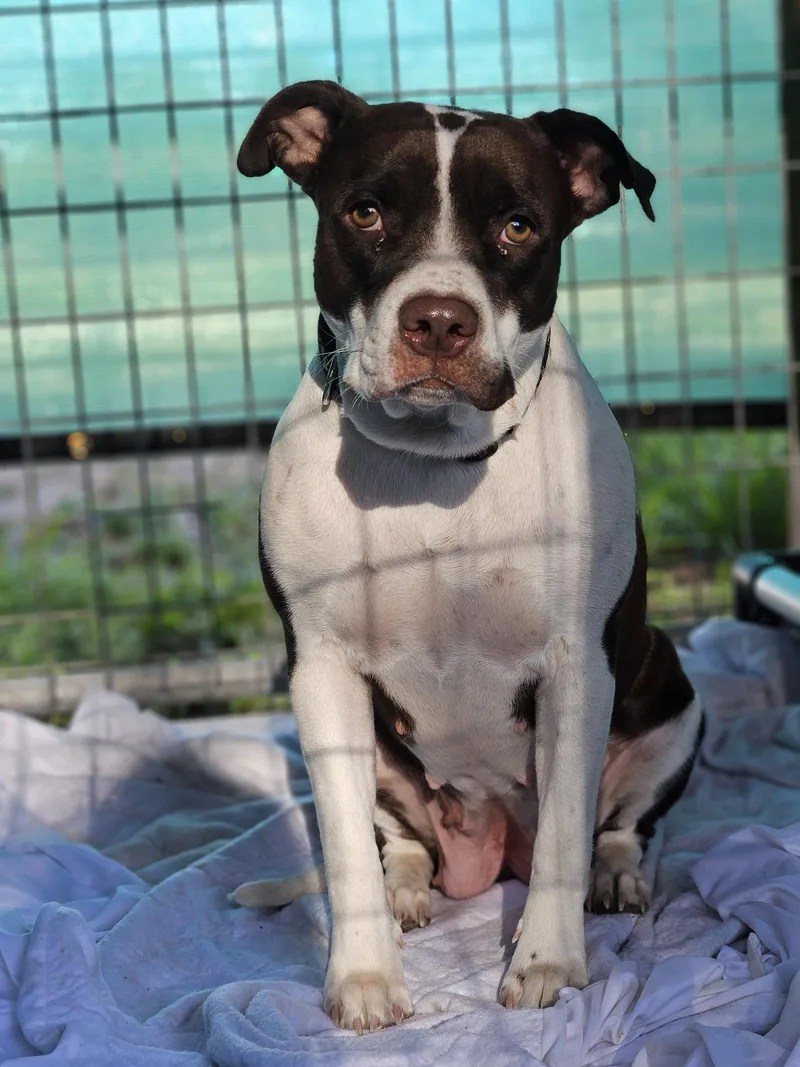 An adult medium-sized female Pit Bull Terrier dog named Phoebe for adoption in Monte Vista, CO