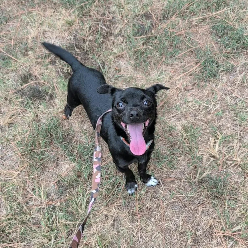 An adult small-sized male Chihuahua dog named Jody for adoption in Bartlett, TN